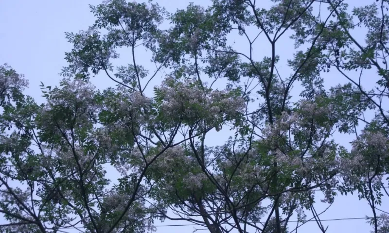 Hình ảnh minh họa lan trúc phật bà đang nở hoa rộ vào mùa xuân, thân thòng trĩu hoa vàng và tím